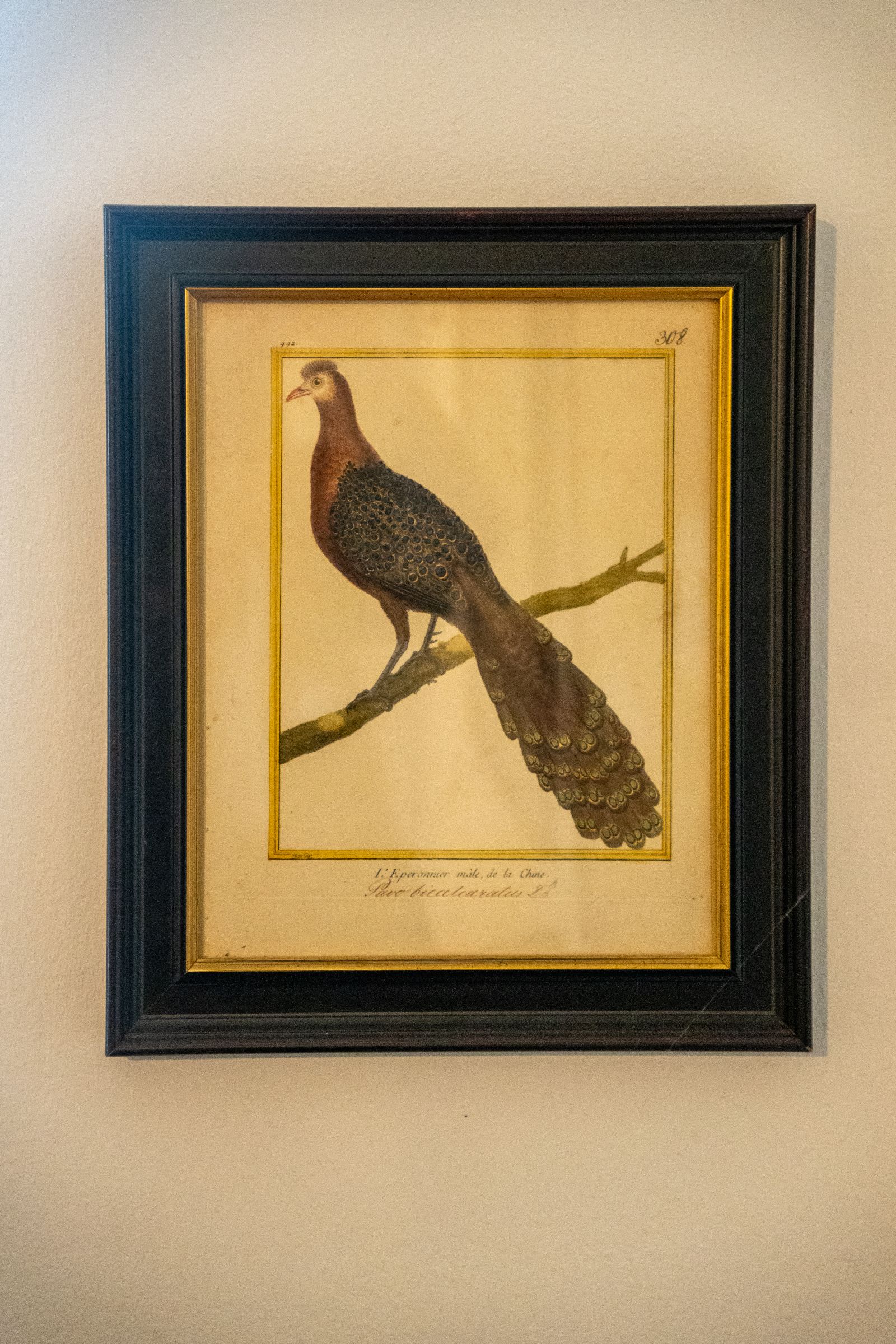 Handkolorierter Kupferstich: Ornithologische Darstellung eines Pfaufasans